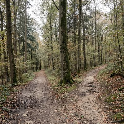 Ein Waldweg teilt sich in zwei unterschiedliche Pfade