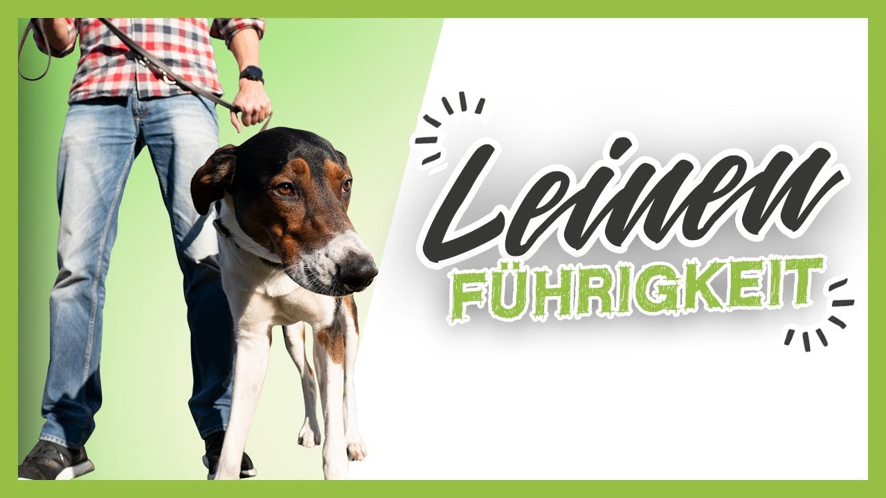 LEINENFÜHRIGKEIT ︎ 3 einfache Tipps wie es dein Hund schnell lernt