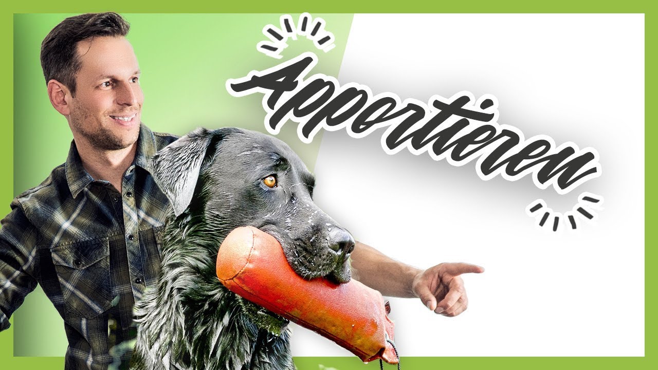 Wie du deinem Hund perfektes APPORTIEREN beibringst (Hundetraining