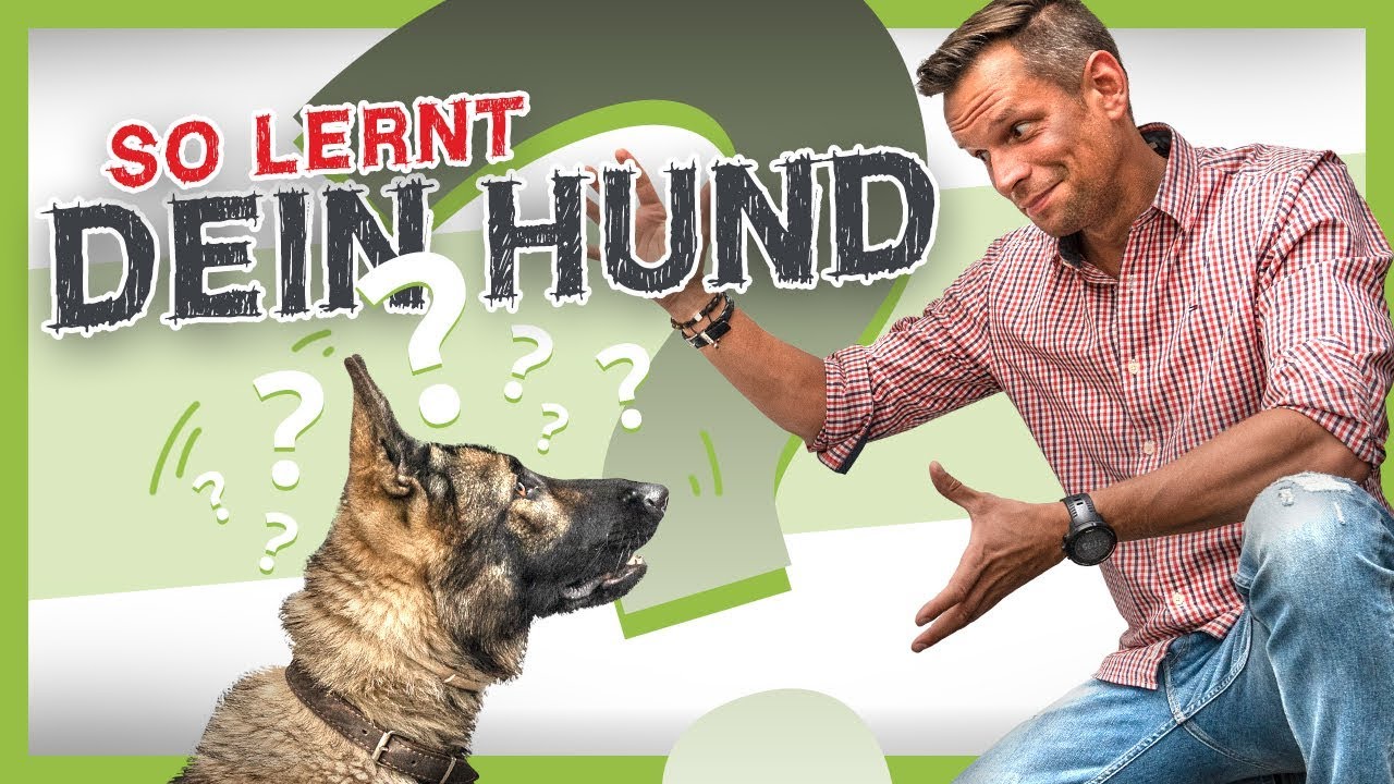 Wie DEIN Hund jedes Verhalten lernt [Erklärung am eigenen Labrador] die online Hundeschule