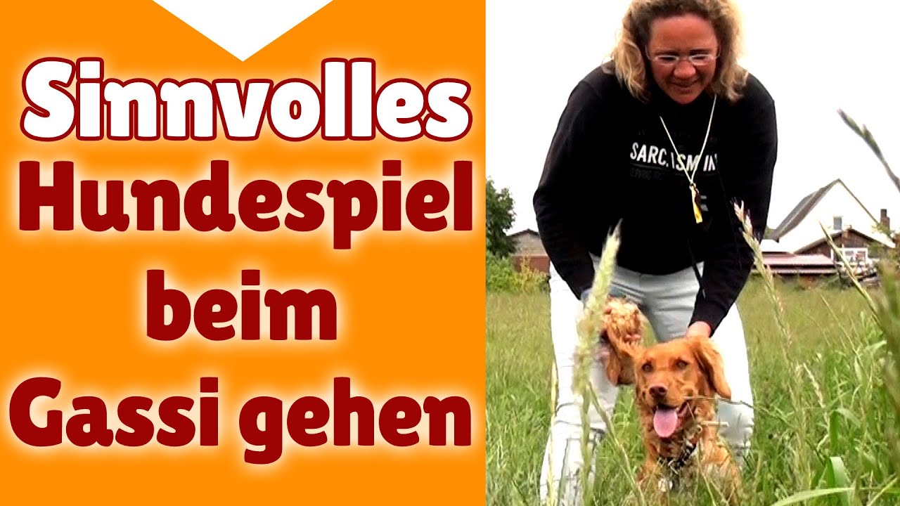 Hundespiele Sinnvolle Hunde Spiele beim Gassi gehen die online
