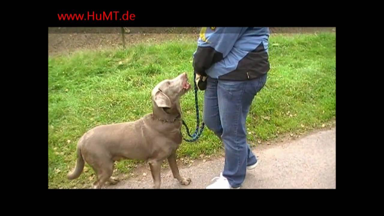 Futtertreiben &quot;auf Saarländisch&quot; (Hundeerziehung, Hundeschule