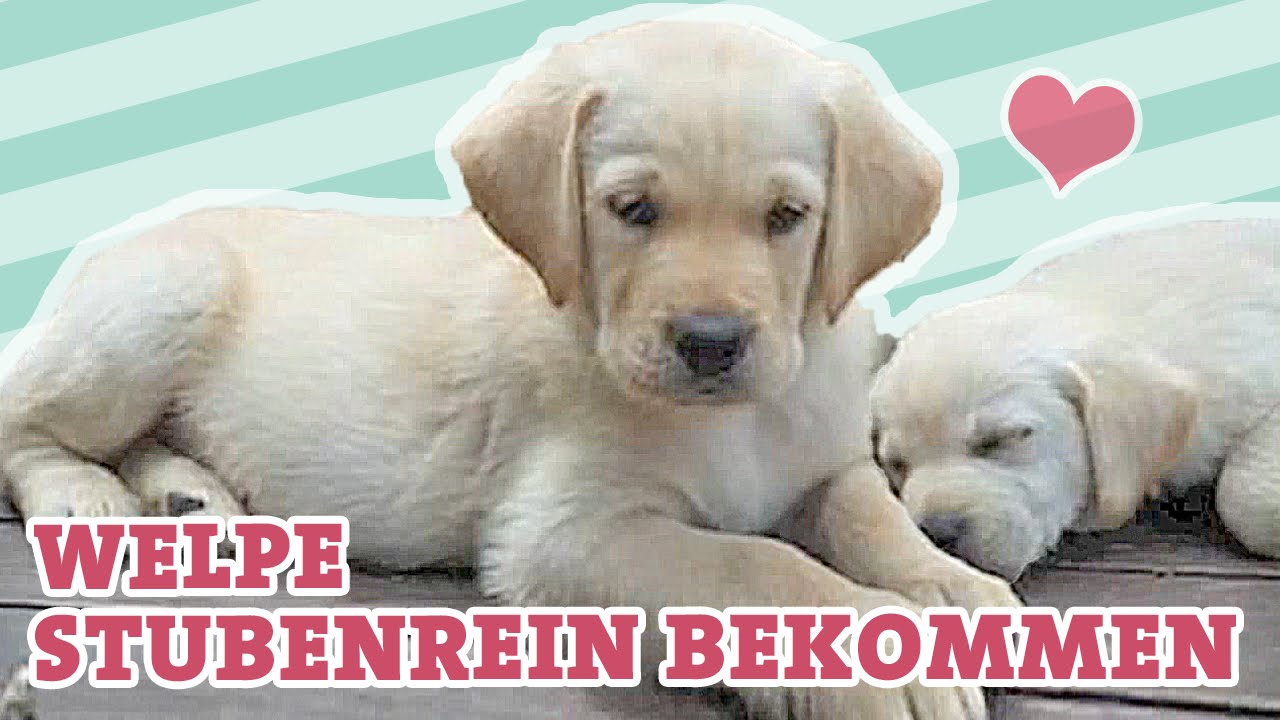 Welpen stubenrein bekommen! die online Hundeschule