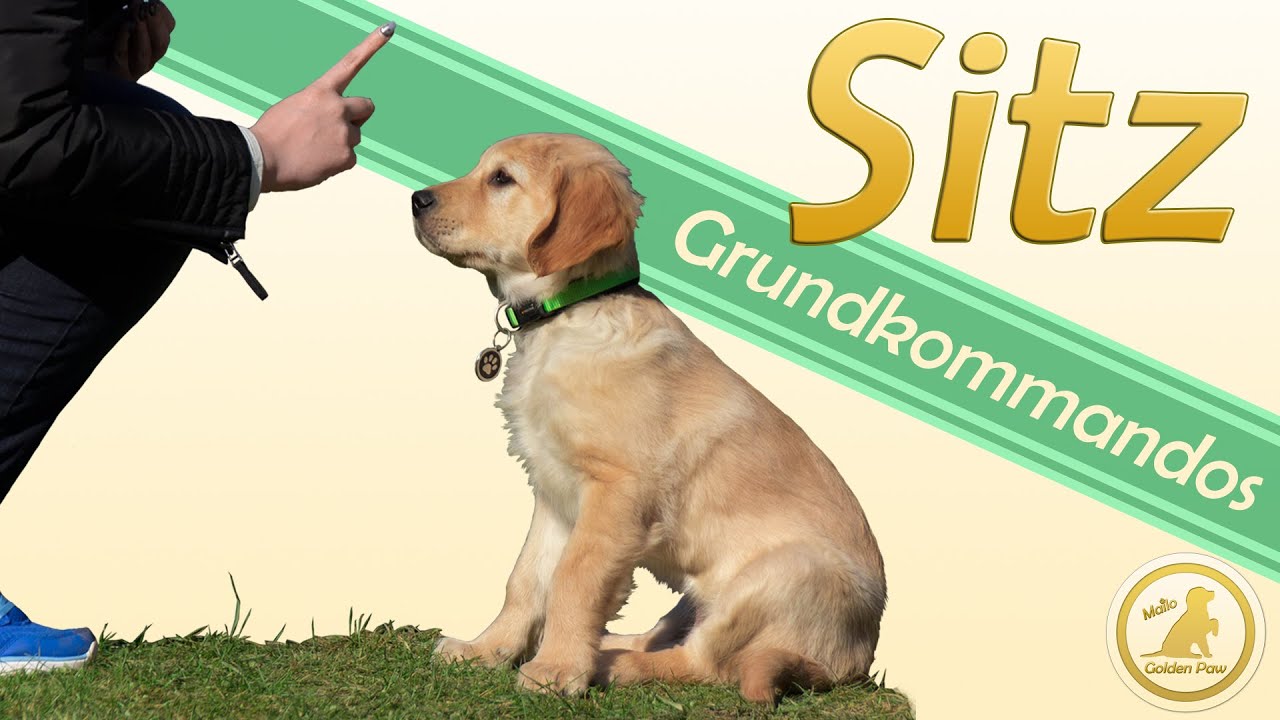 Mailo lernt Sitz Golden Retriever Welpe Wie bringe ich meinem Hund Sitz bei? die online
