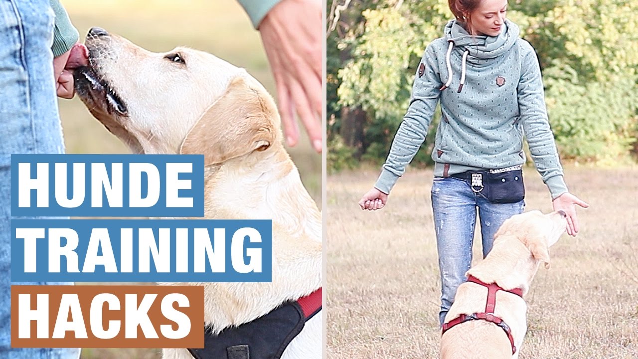 Hund beschäftigen HUNDE GEISTIG AUSLASTEN HUNDETRAINING HACKS! die