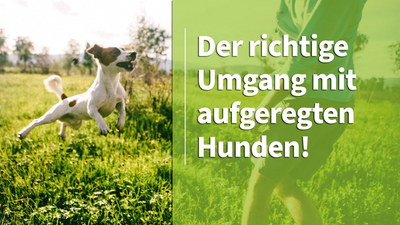 Aufgeregter Hund Der richtige Umgang mit aufgeregten Hunden die