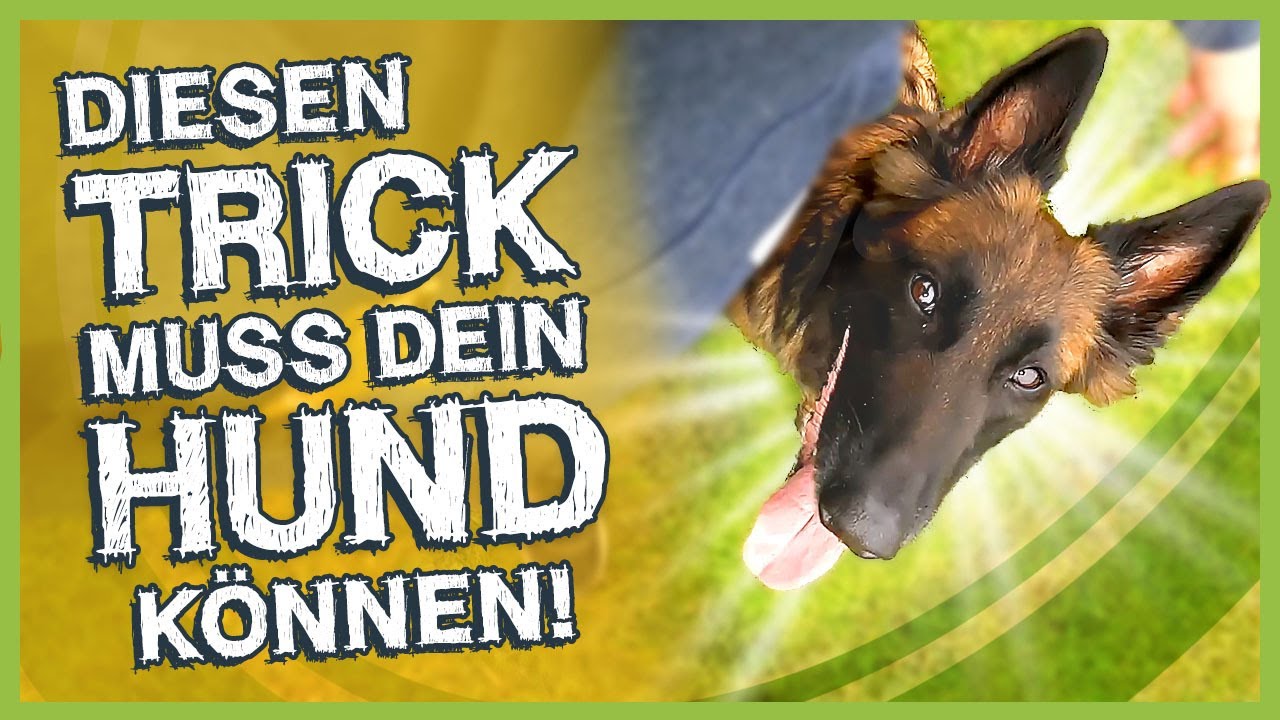 Der Beste Trick Fürs Gassi Gehen Die Online Hundeschule 3532